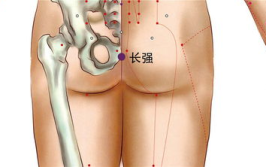 腰阳关的准确位置图片,人体腰部关键穴位详解