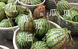 娱乐吃瓜头像,吃瓜群众眼中的明星幕后故事