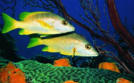 一线吃瓜娱乐圈海底见月