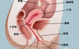 女性生殖好看图片,探寻生命之源的神秘画卷