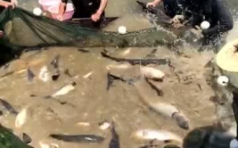 抓鱼视频,视频记录下的自然挑战与钓鱼乐趣