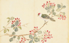 花鸟图片,自然与艺术的和谐共鸣
