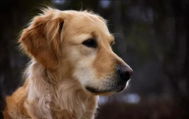 金毛siri娱乐吃瓜君,揭秘娱乐圈那些不为人知的幕后故事