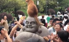 发现了鸡鸣寺的顶流,网红猫咪“善喜”助力鸡鸣寺成为旅游新宠