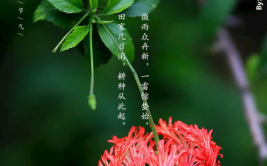 惊蛰图片,万物复苏——探寻春日生机盎然的奥秘