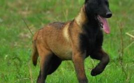 马犬图片,探寻警犬之王的独特魅力
