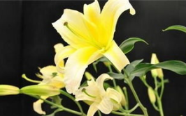 百合花象征什么,爱情、亲情、友情与财富的象征