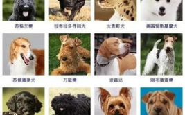 狗狗大全图片,72种狗狗品种图片大赏