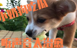 娱乐吃瓜菌狗狗,西瓜食用指南